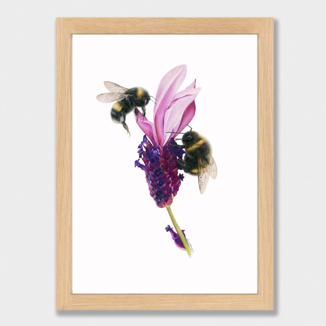 SALE - Framed 'Bees on Lavender' print, A5