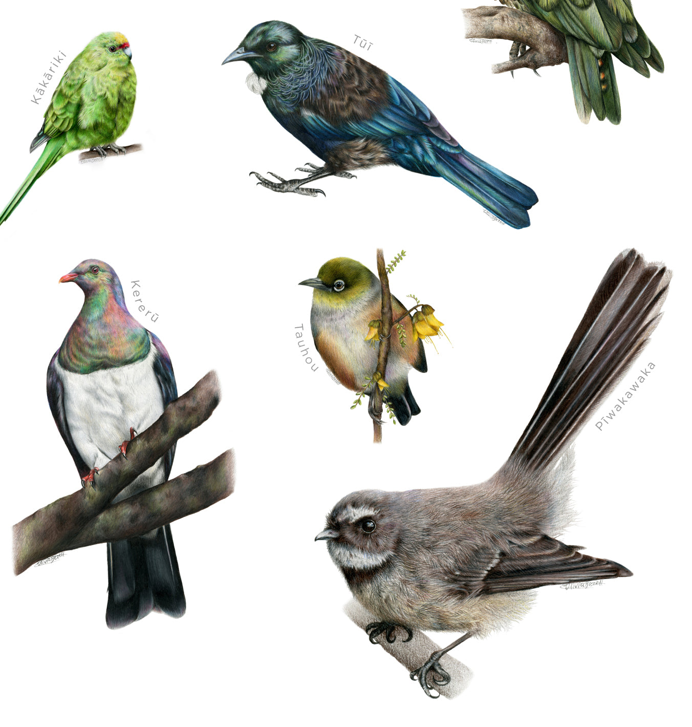 New Zealand Native Birds Print