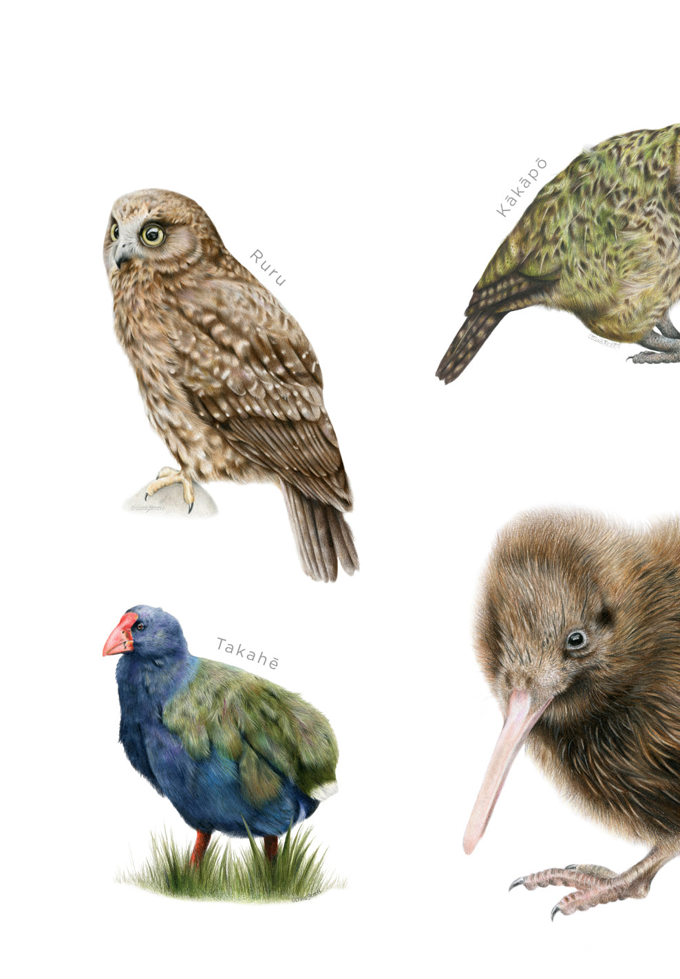 New Zealand Native Birds Print