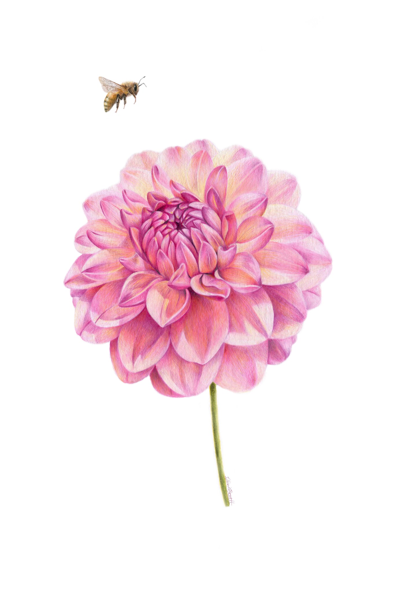 PREORDER - Dahlia and Bee Greeting Card