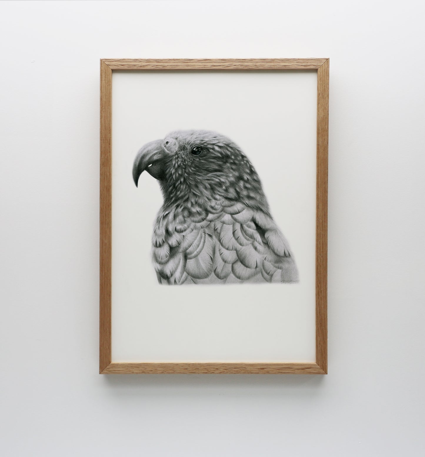 Graphite Kākā Print