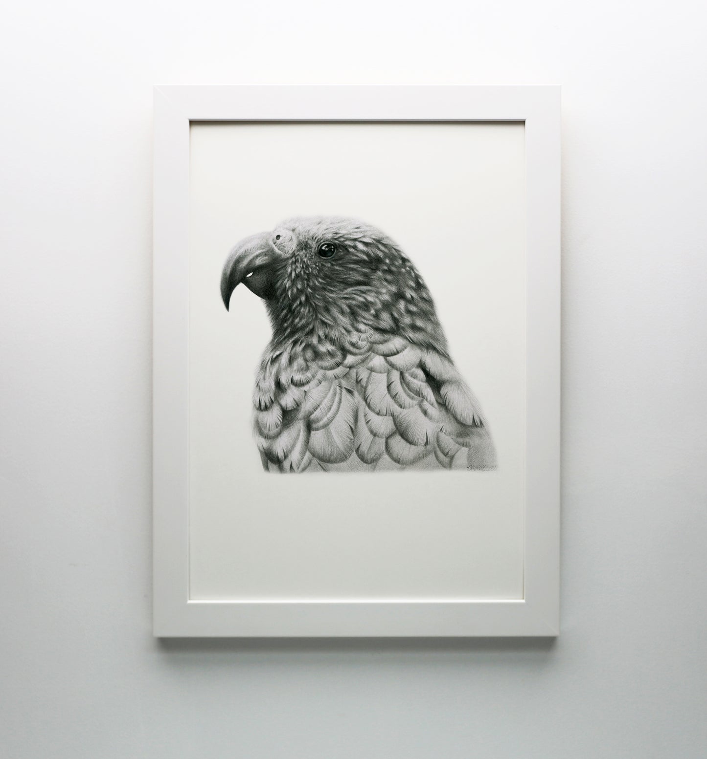 Graphite Kākā Print