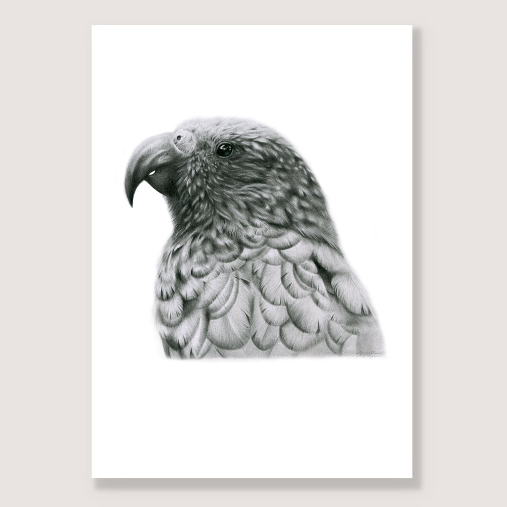 Graphite Kākā Print