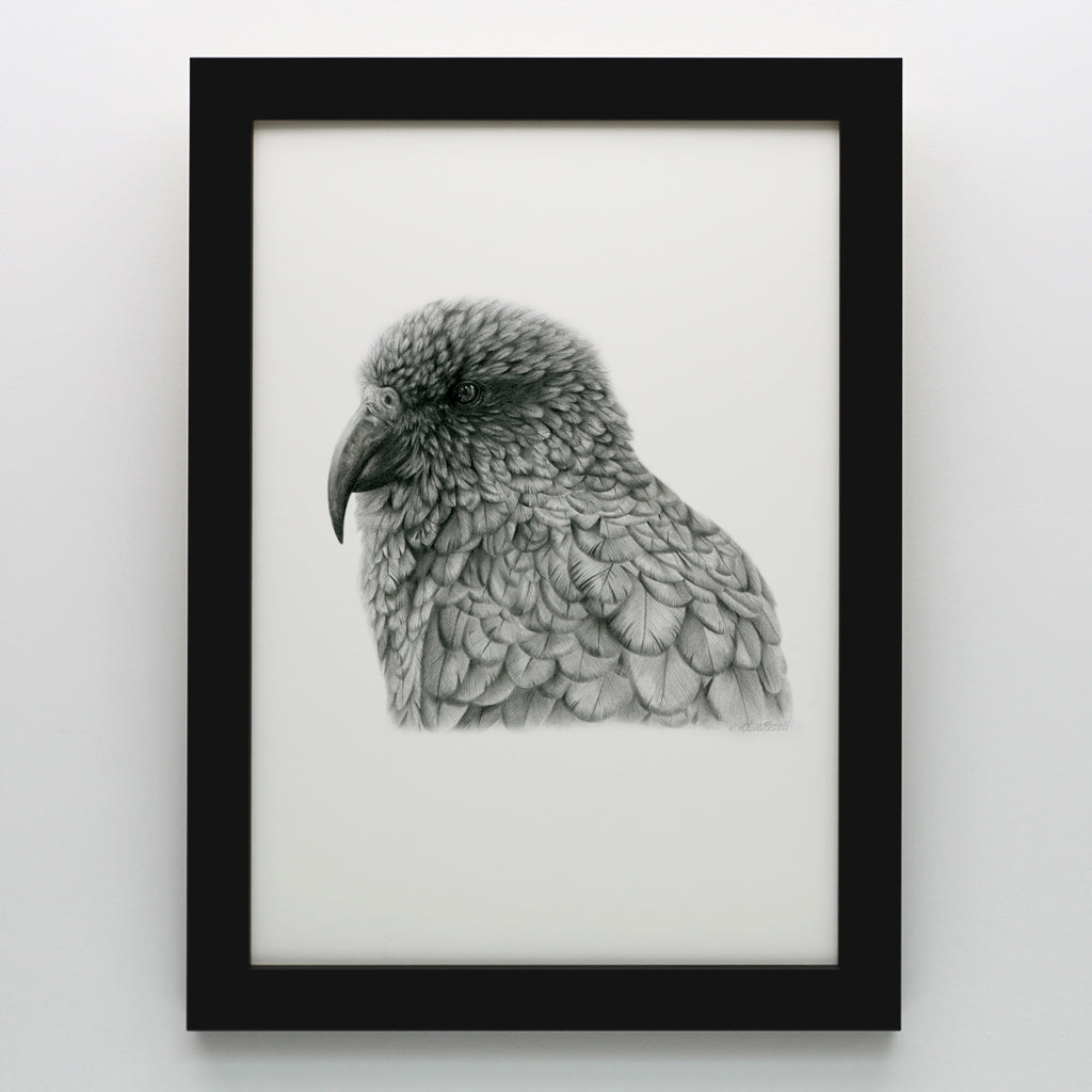 Graphite Kea Print
