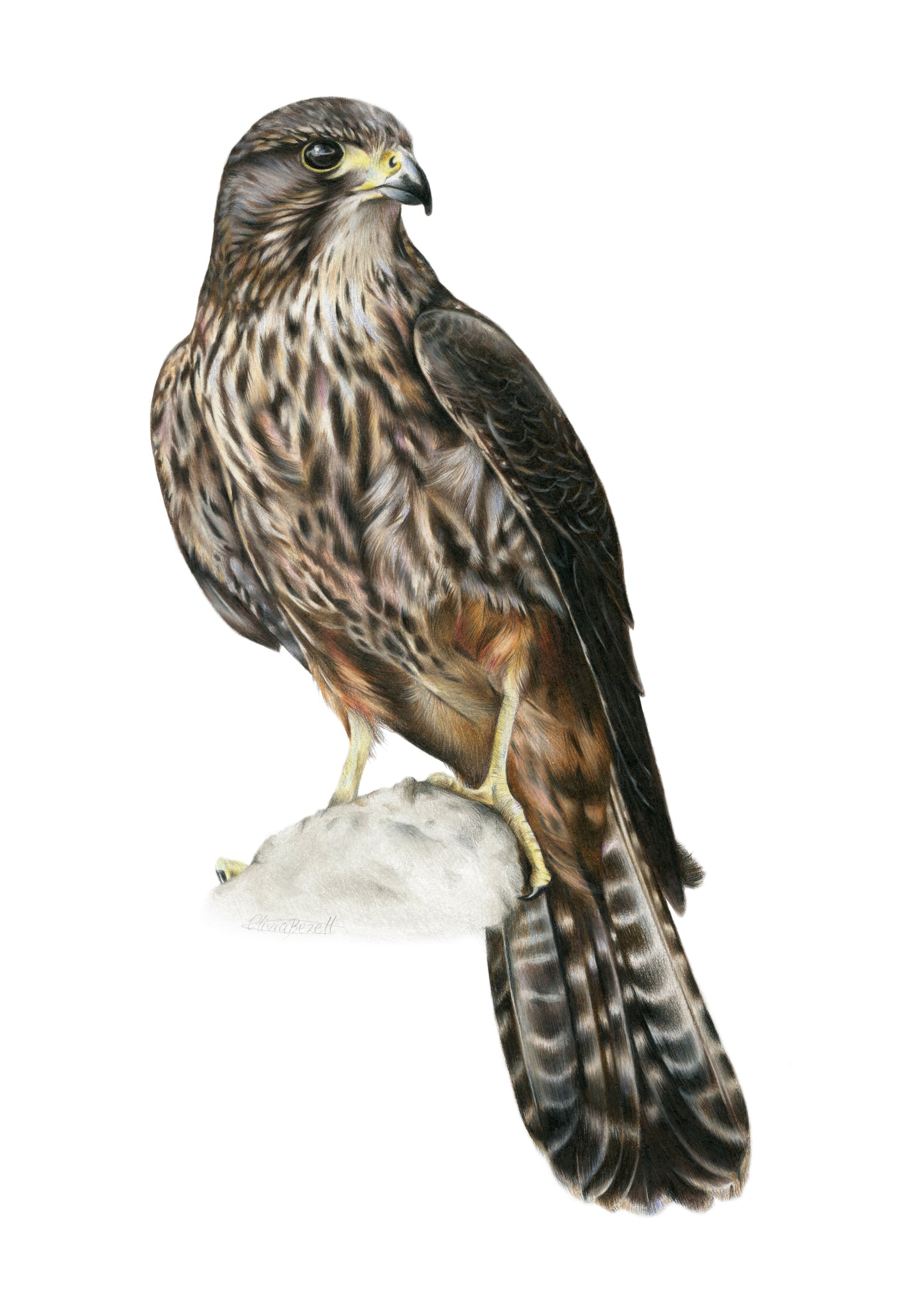 PREORDER - Kārearea Greeting Card