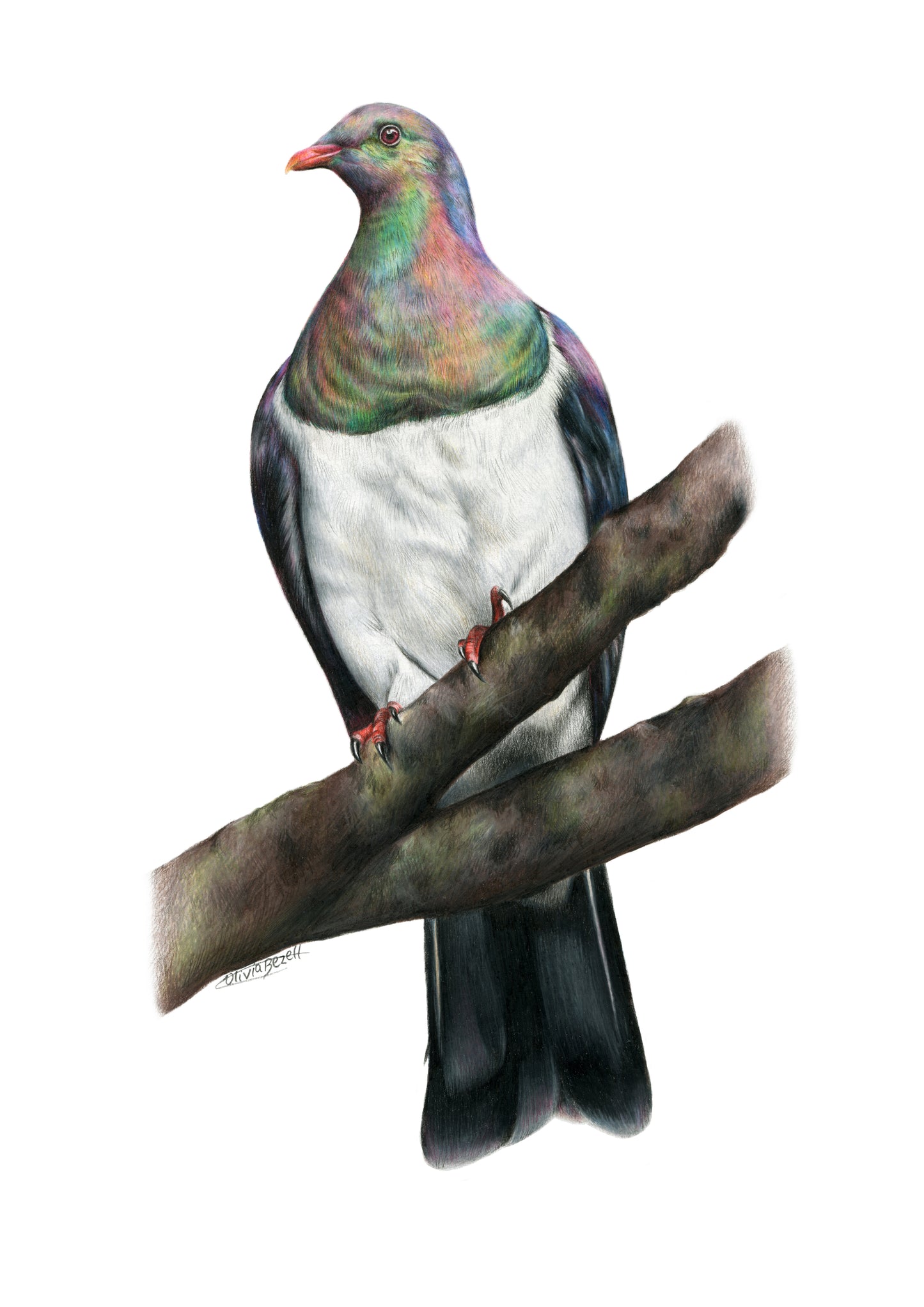 PREORDER - Kererū Greeting Card