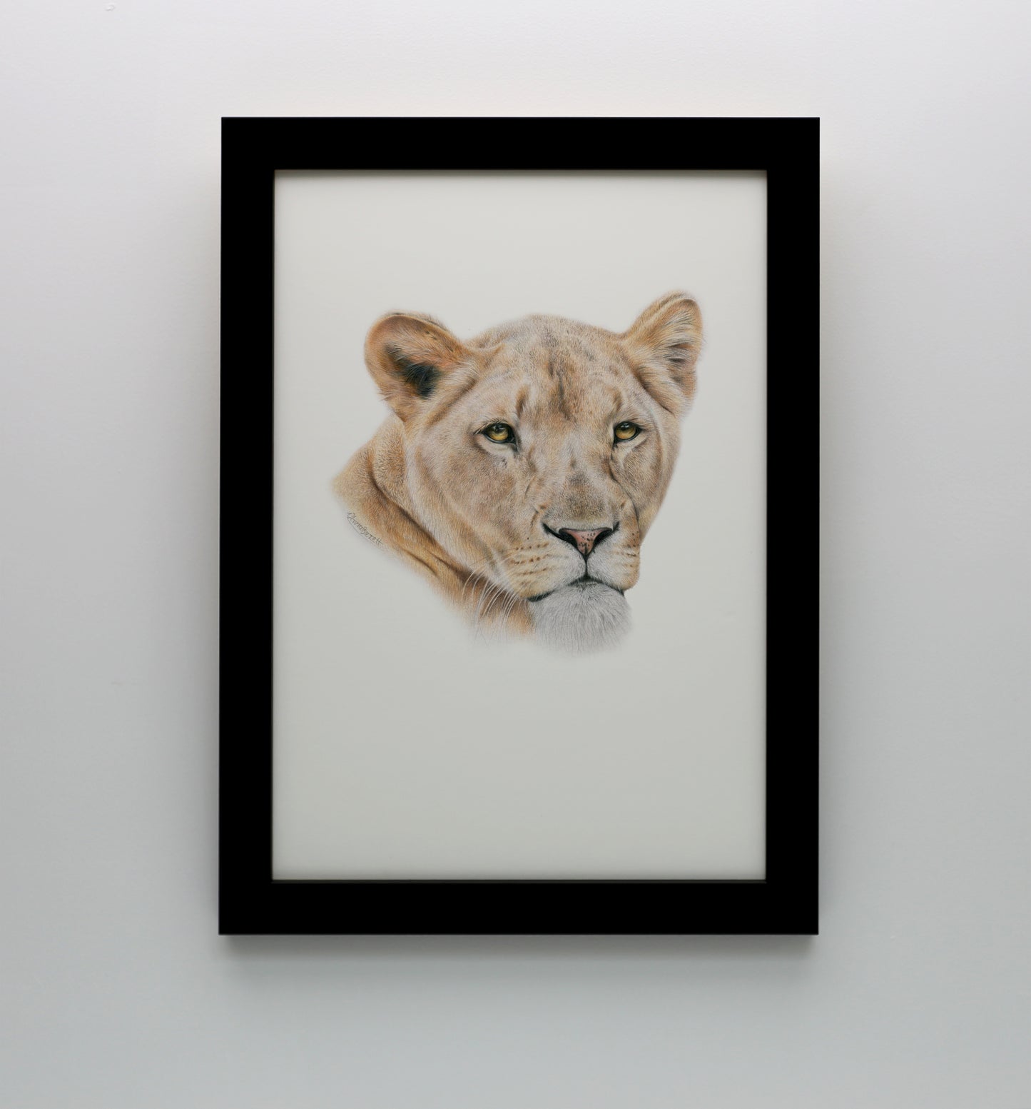 Lioness Print