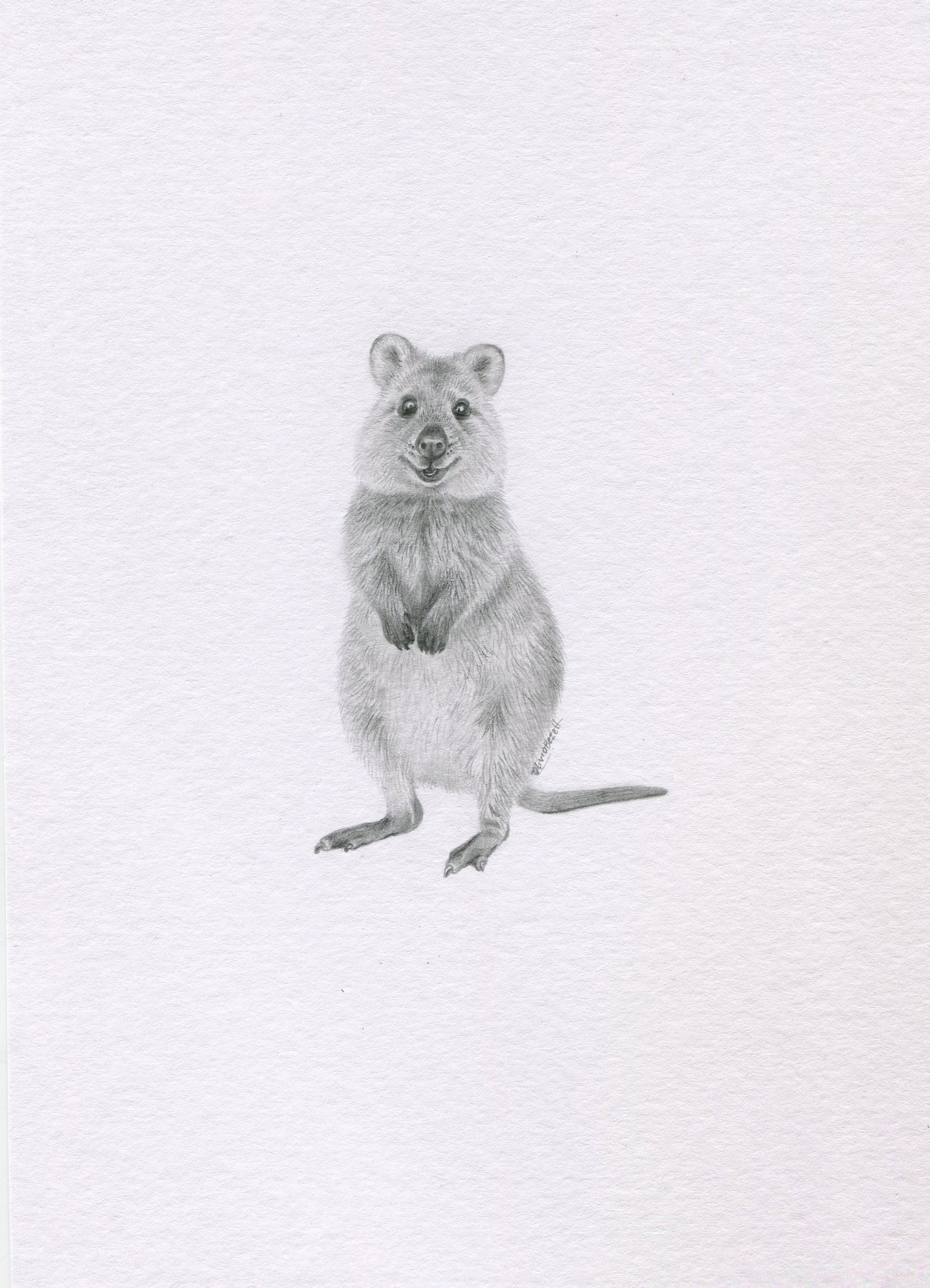 Mini one-off original 'Quokka'