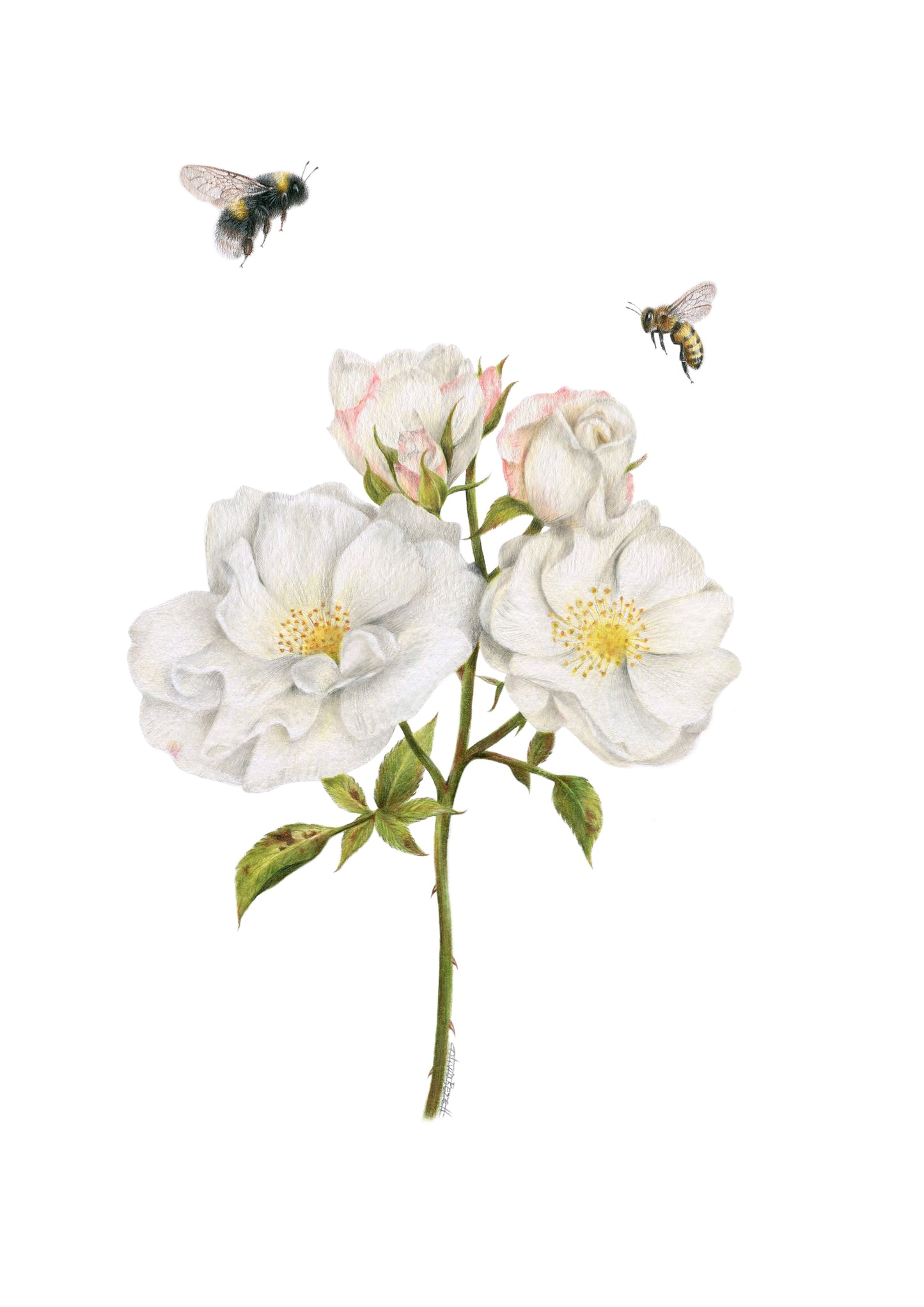 PREORDER - Roses and Bees Greeting Card