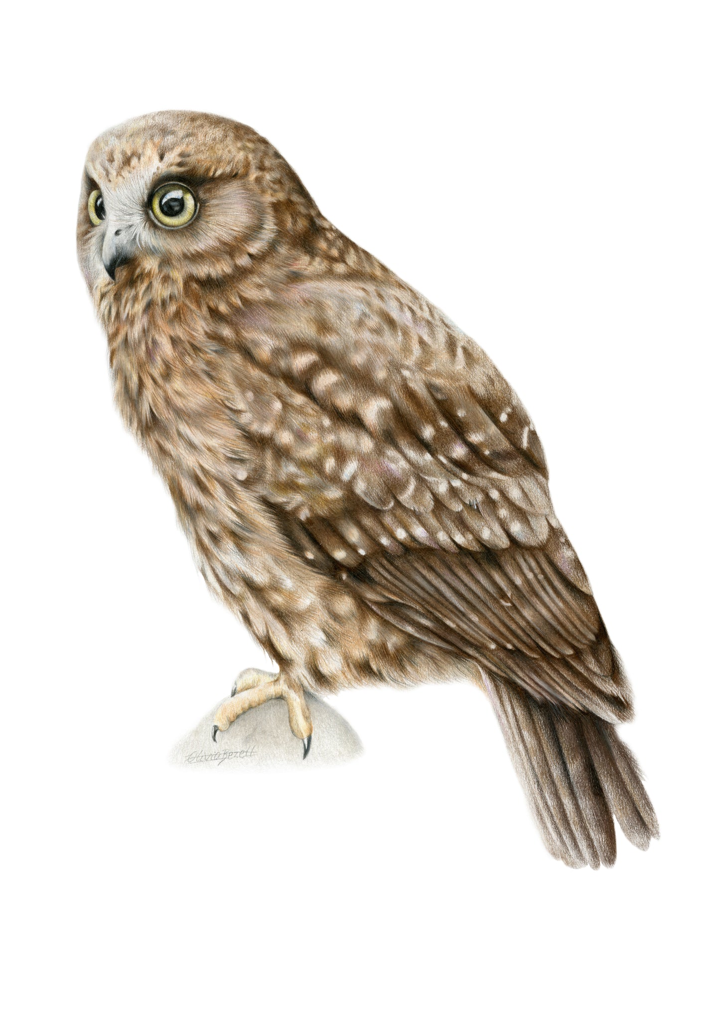 PREORDER - Ruru Greeting Card