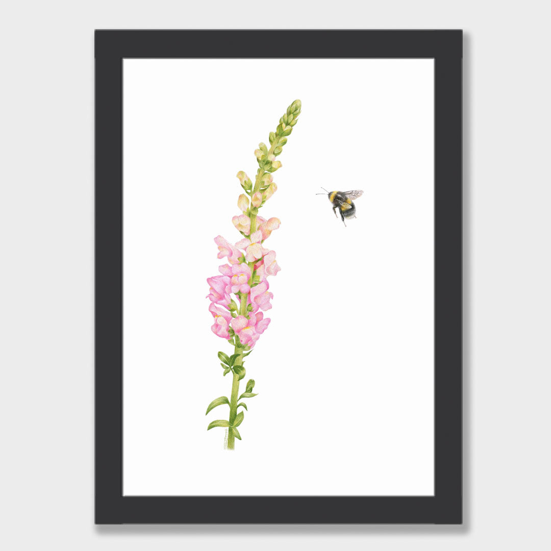 Snapdragon and Bee Print