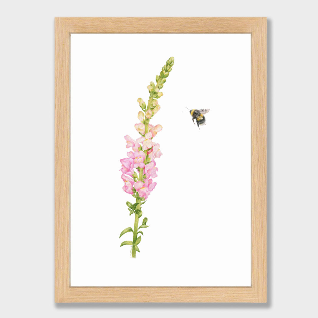 Snapdragon and Bee Print