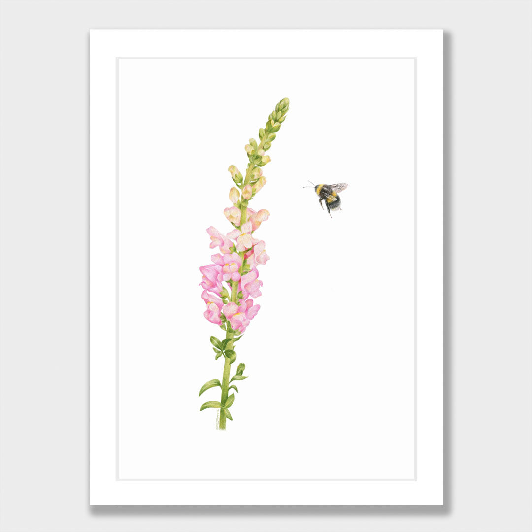 Snapdragon and Bee Print