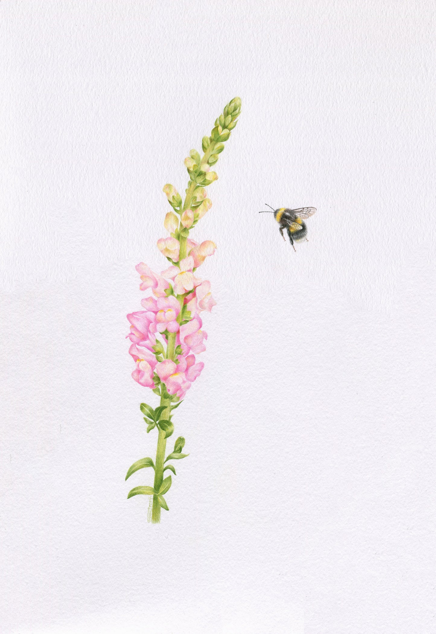 Original 'Snapdragon and Bee'