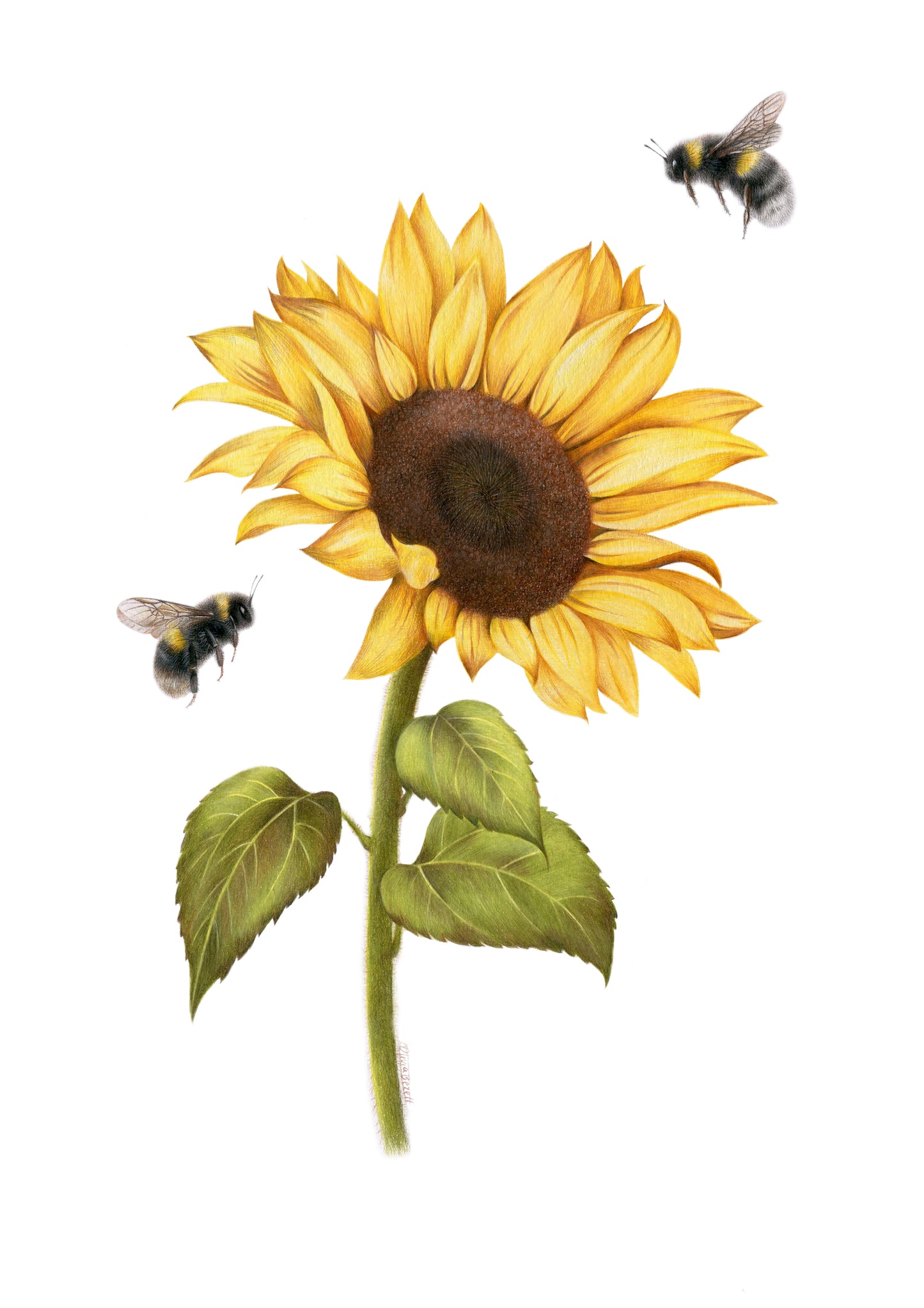 PREORDER - Sunflower and Bees Greeting Card