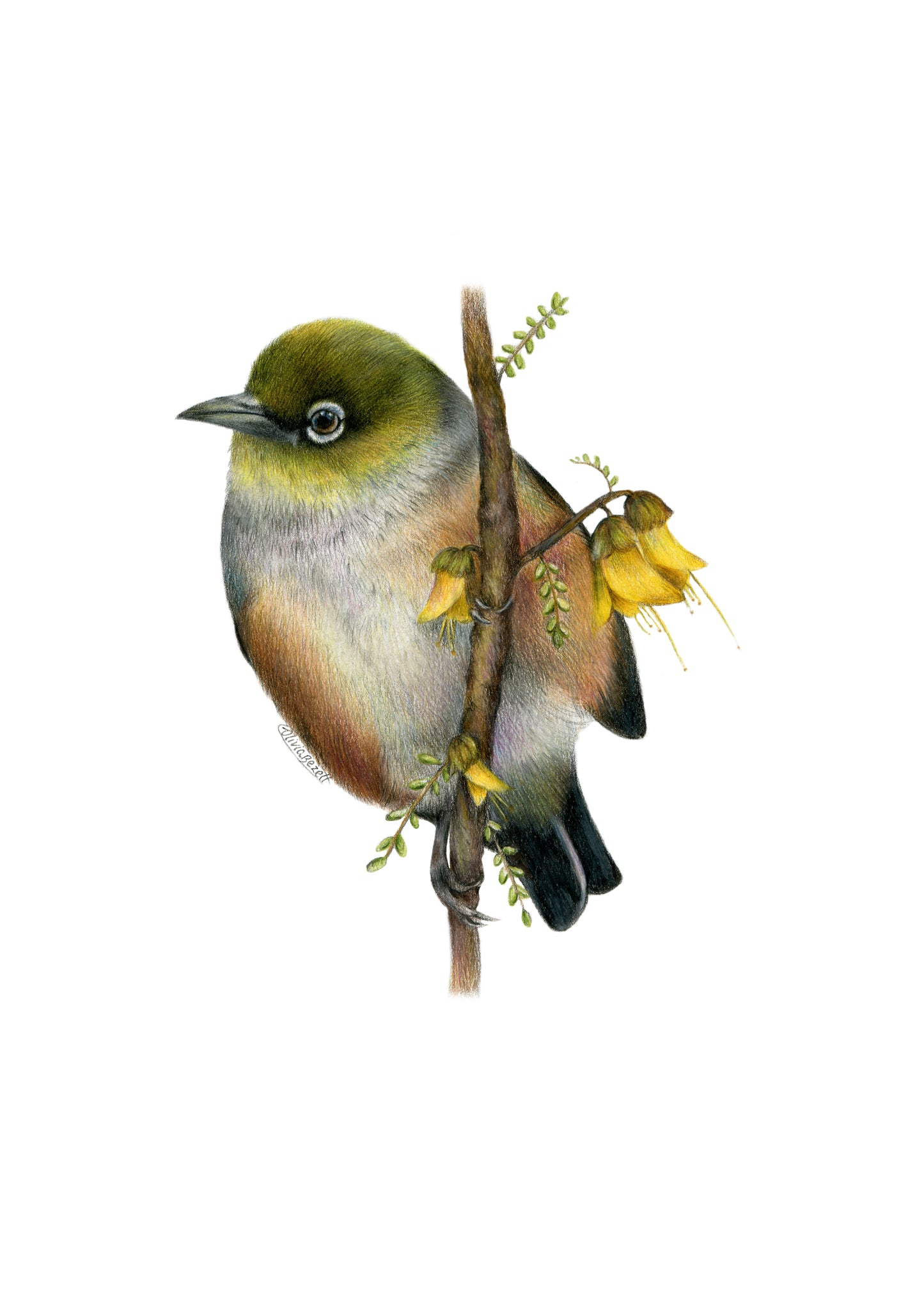 PREORDER - Waxeye Greeting Card