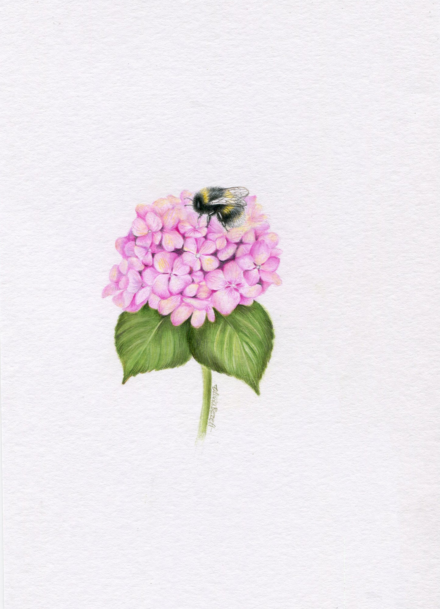 Mini one-off original 'Hydrangea and Bee'