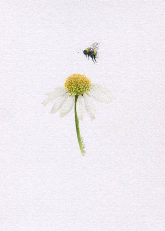 Mini one-off original 'Echinacea and Bee'