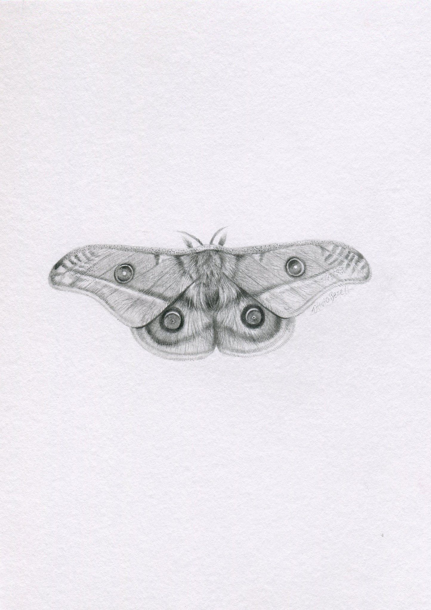 Mini one-off original 'Gum Emperor Moth'