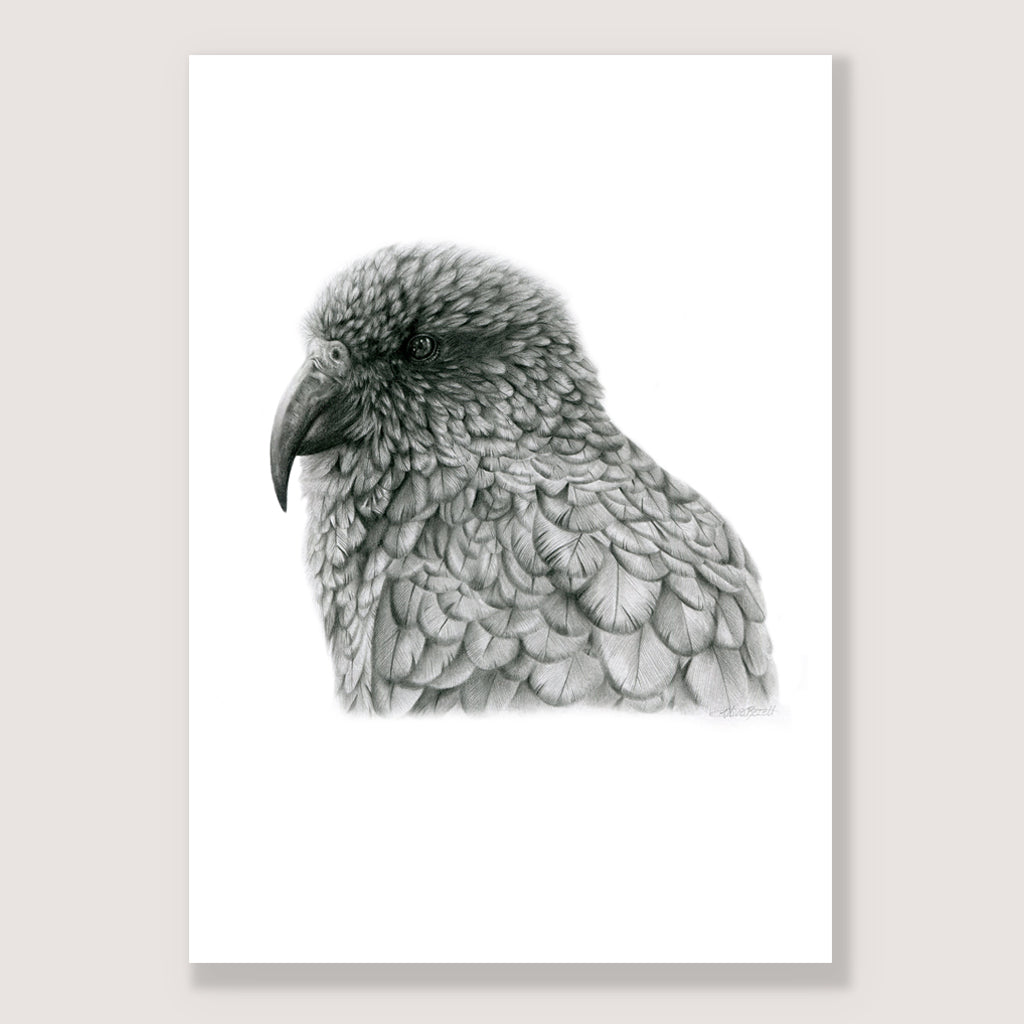Graphite Kea Print