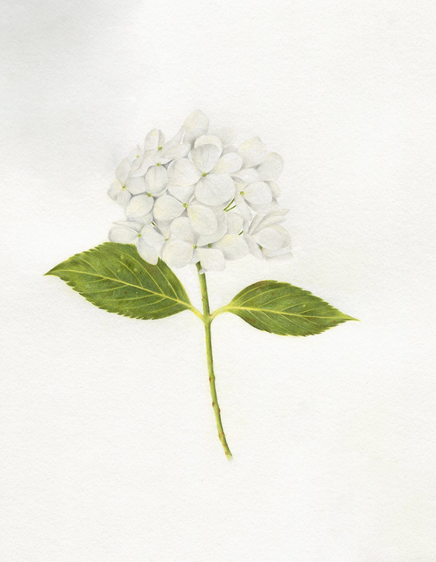 White Hydrangea