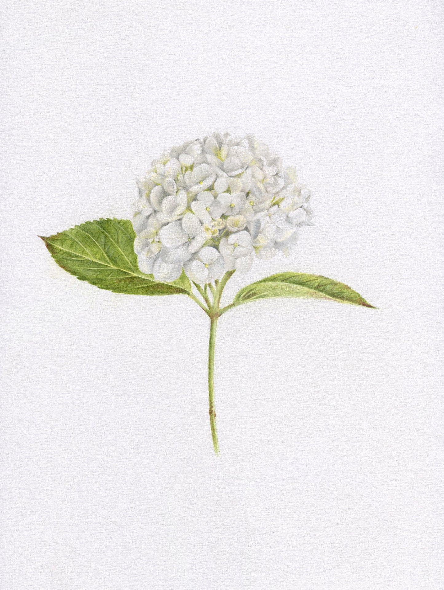 Original White Hydrangea Stem