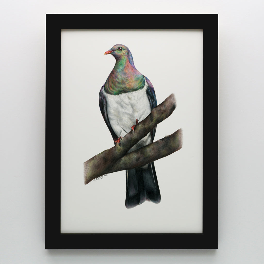Kererū Print