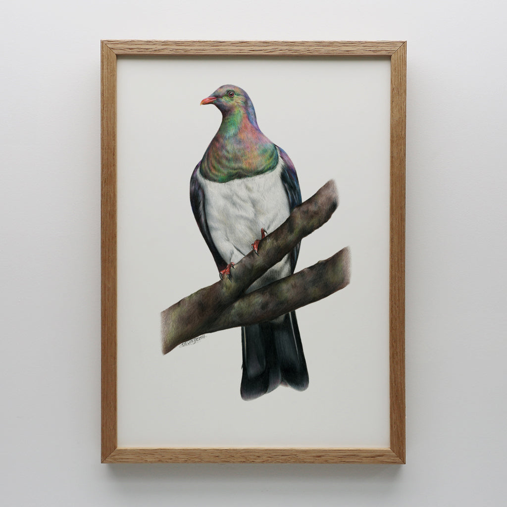 Kererū Print