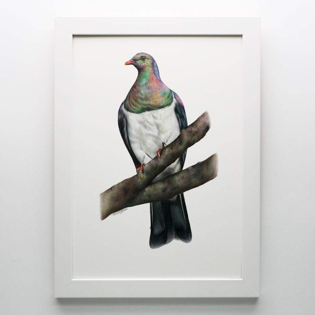 Kererū Print