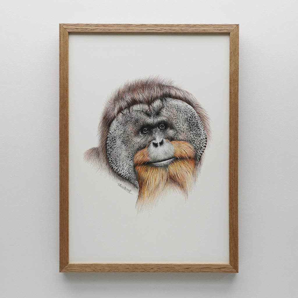 Orangutan Print