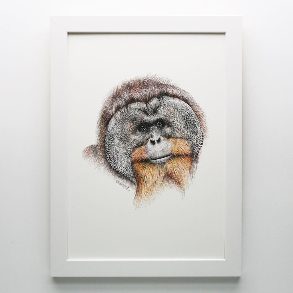 Orangutan Print
