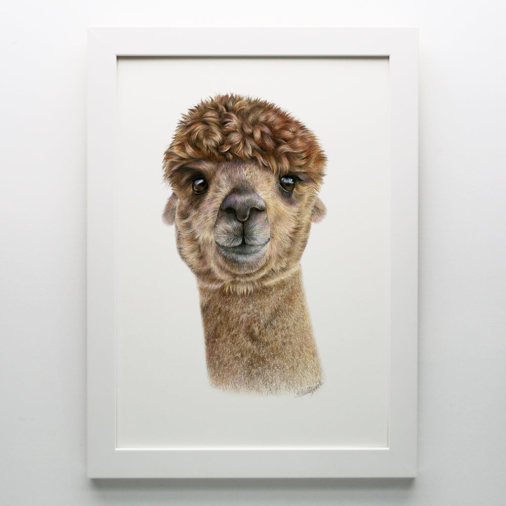 Alpaca Print