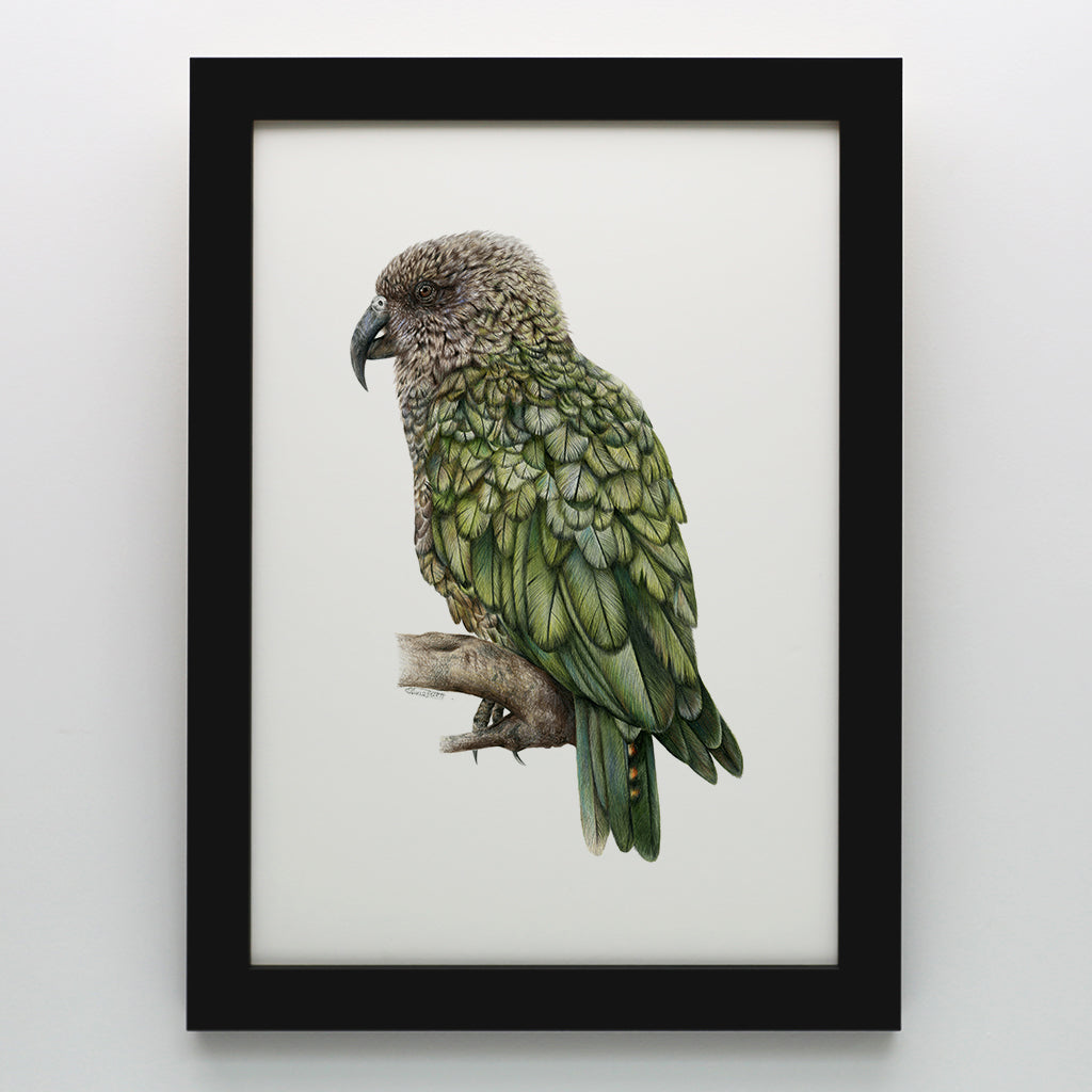 Kea Print