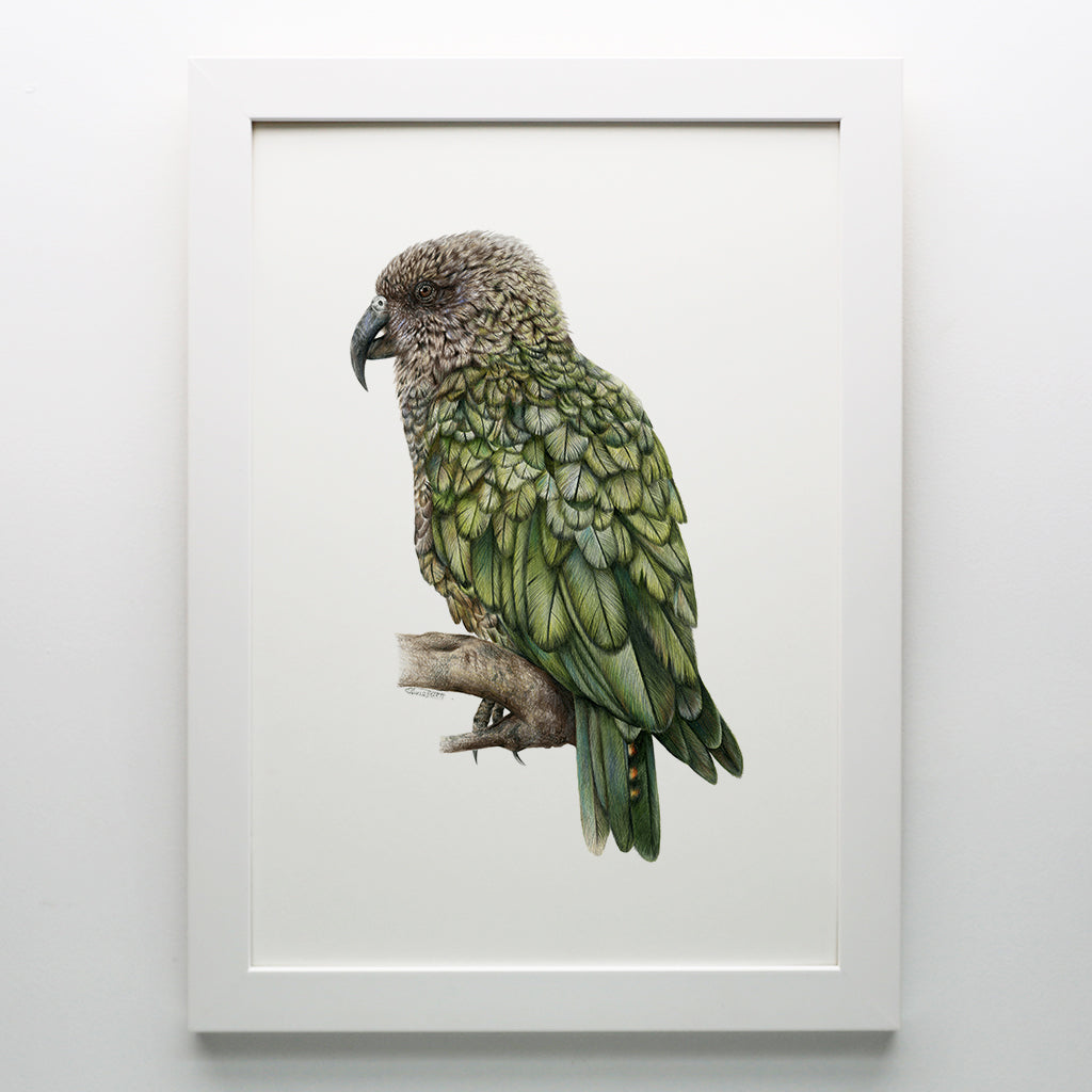 Kea Print