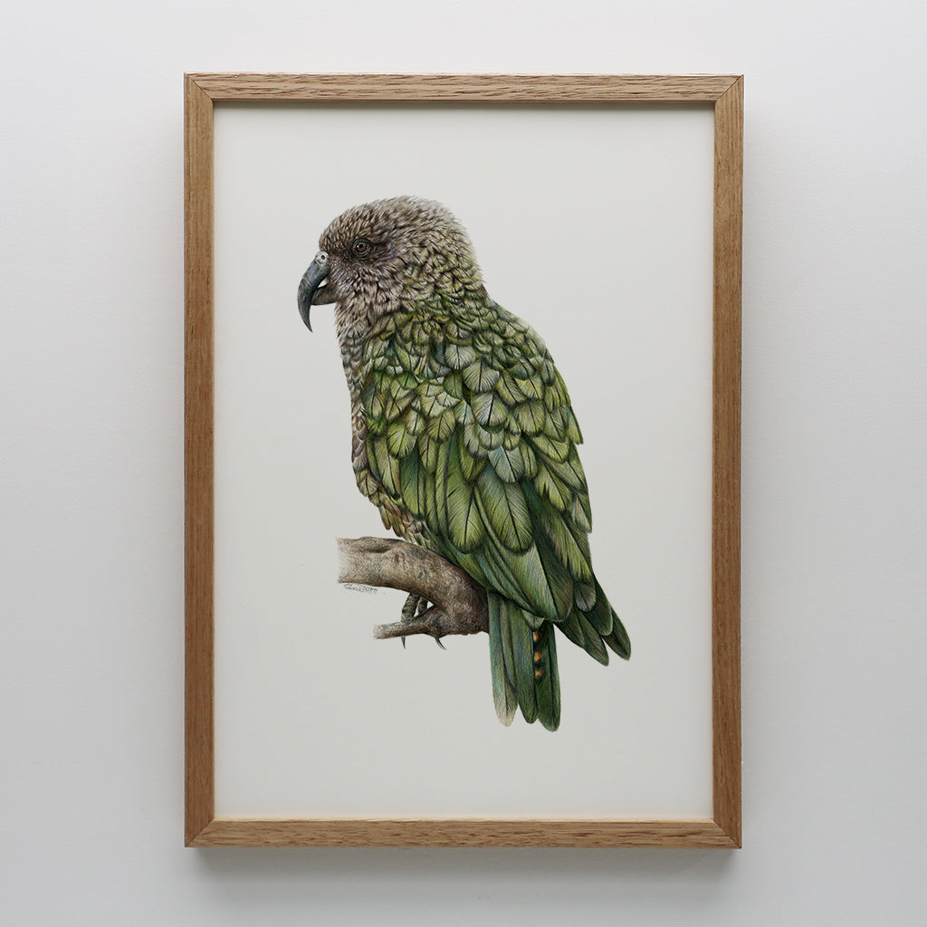 Kea Print