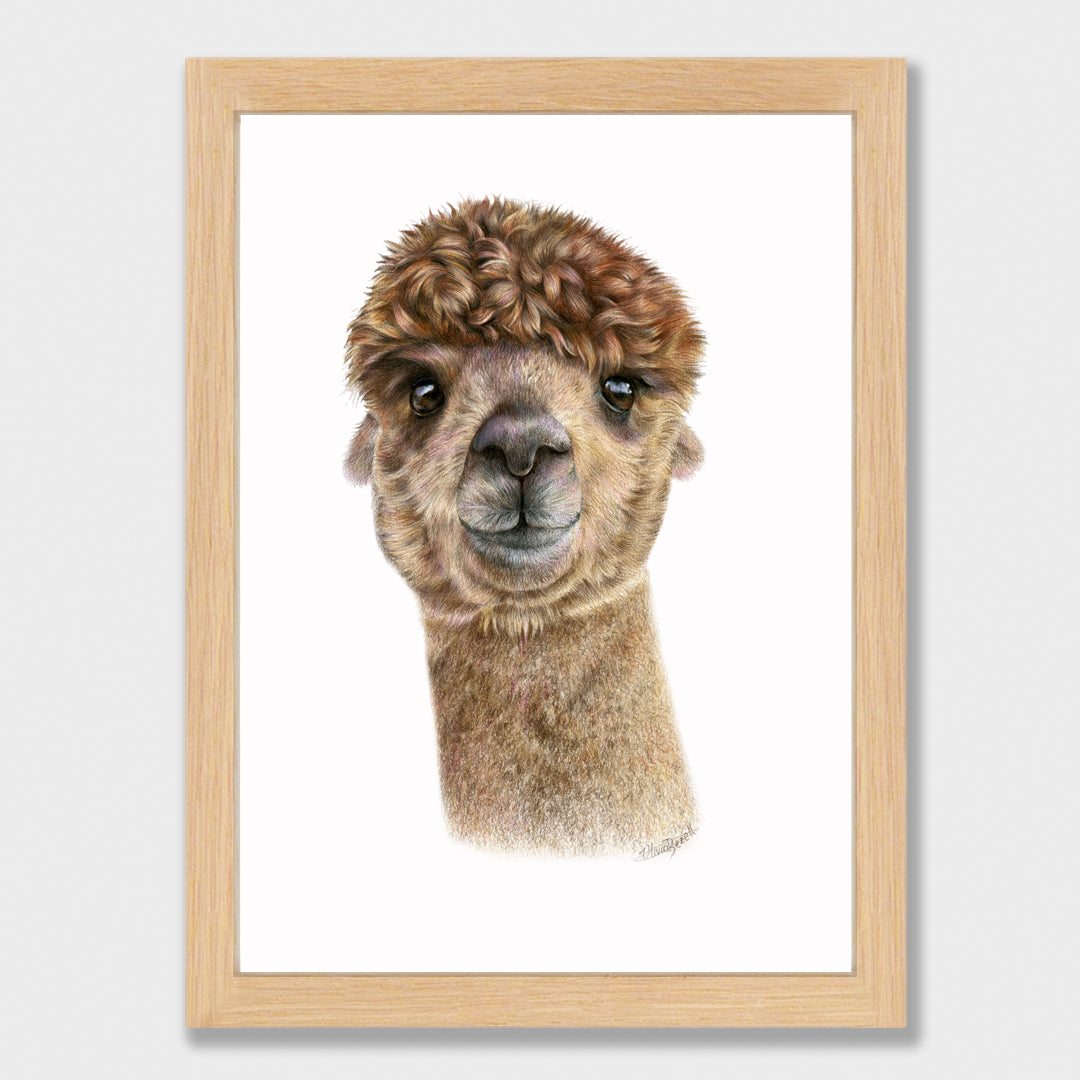Alpaca Print