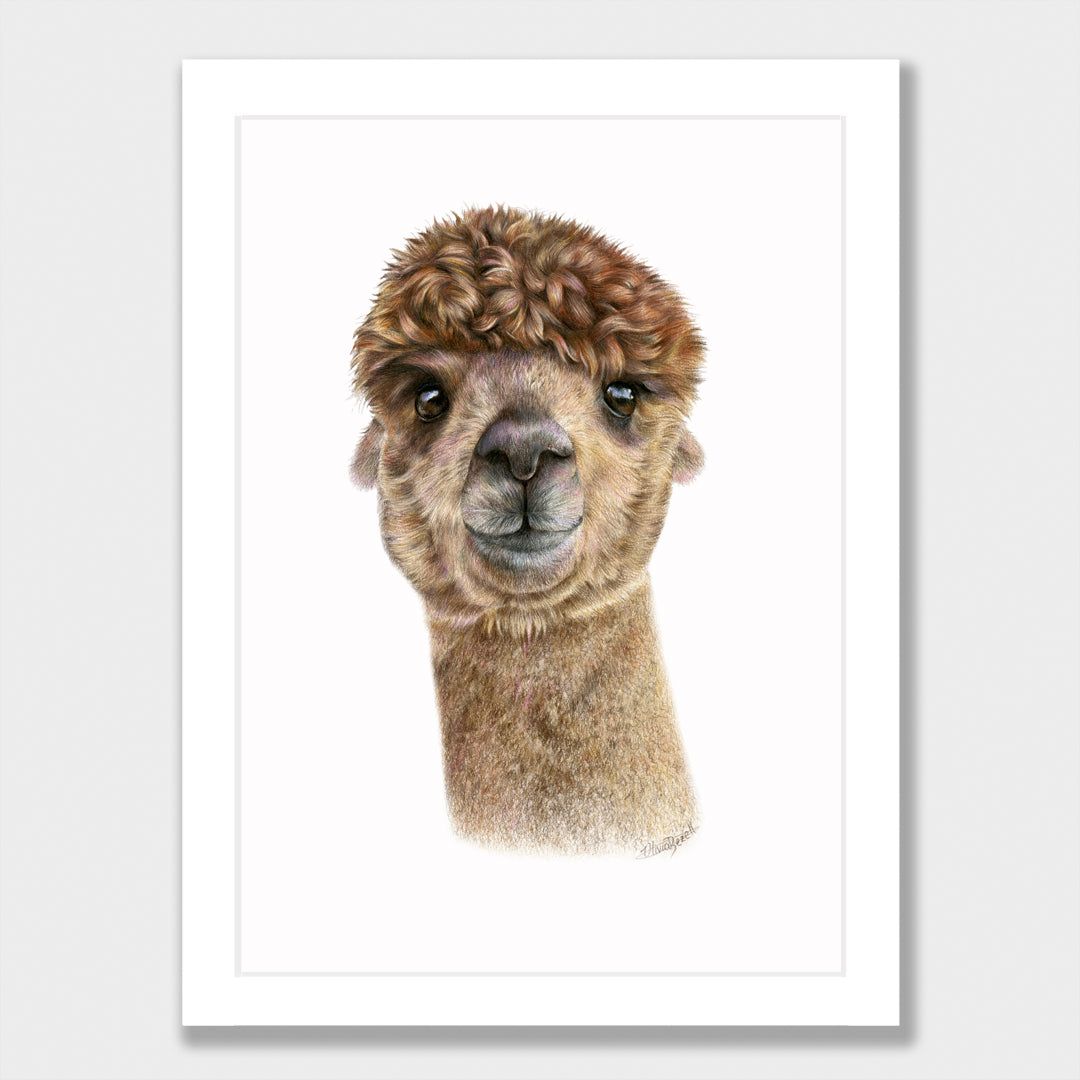 Alpaca Print
