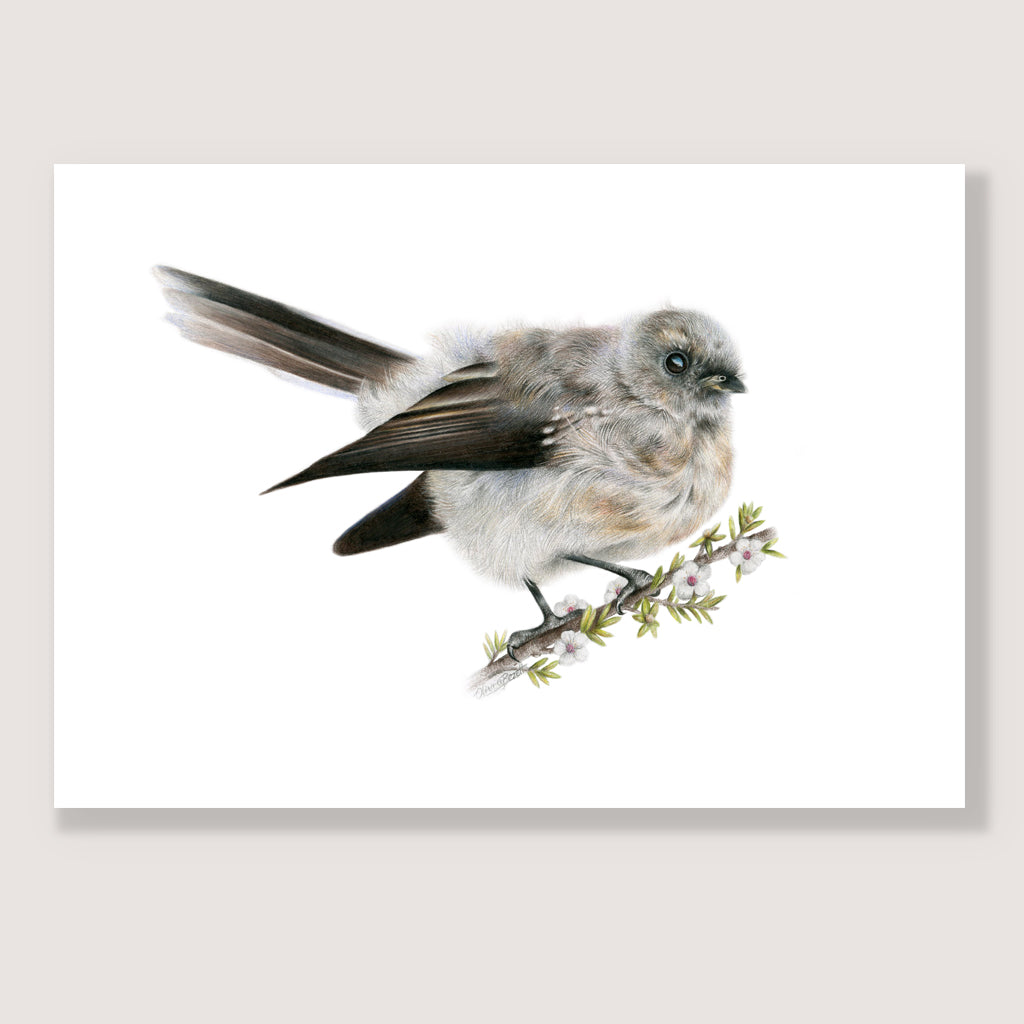 SALE - Baby Fantail print A5