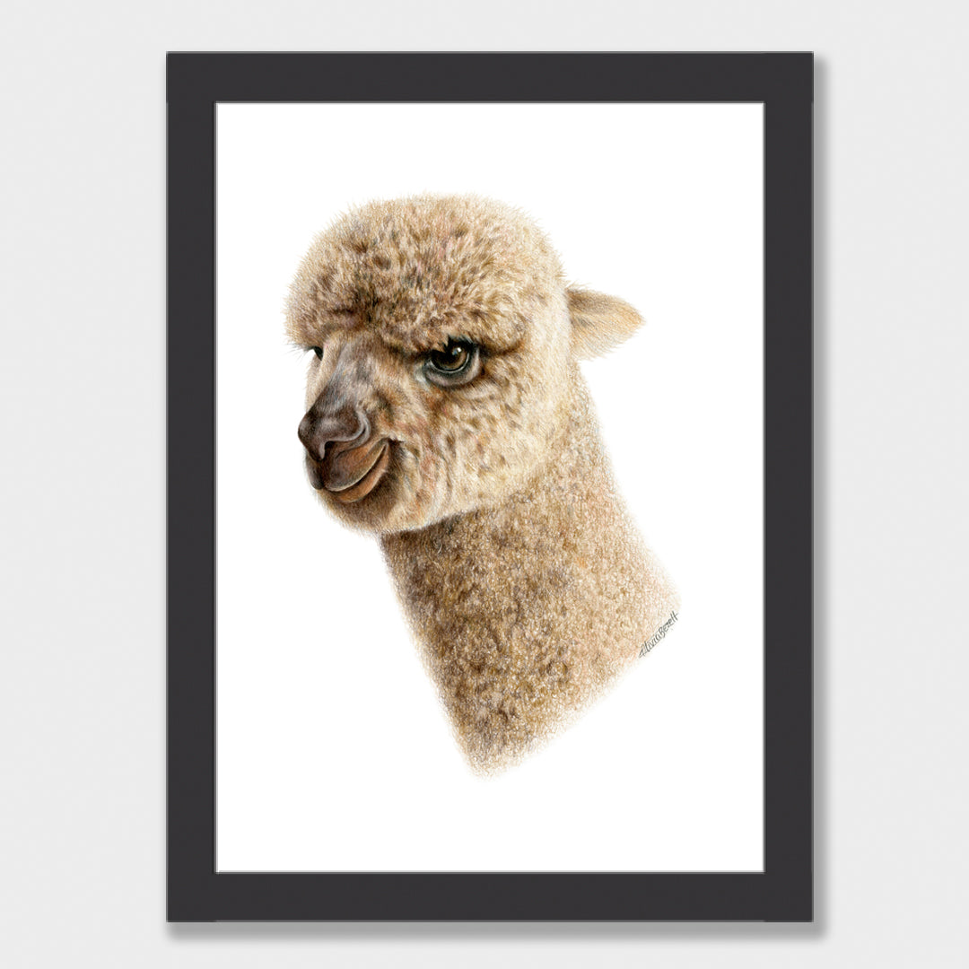 Baby Alpaca Print