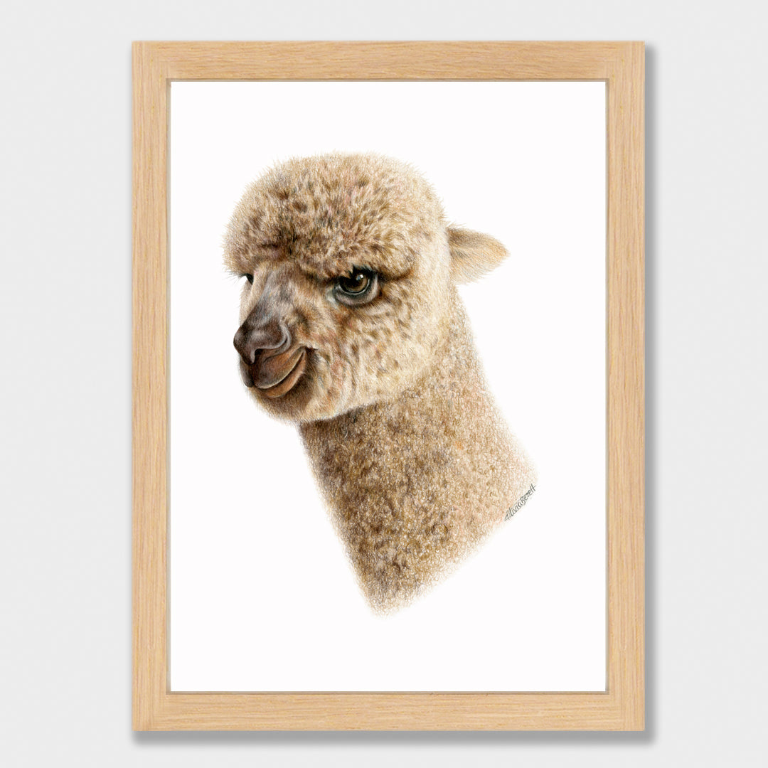 Baby Alpaca Print