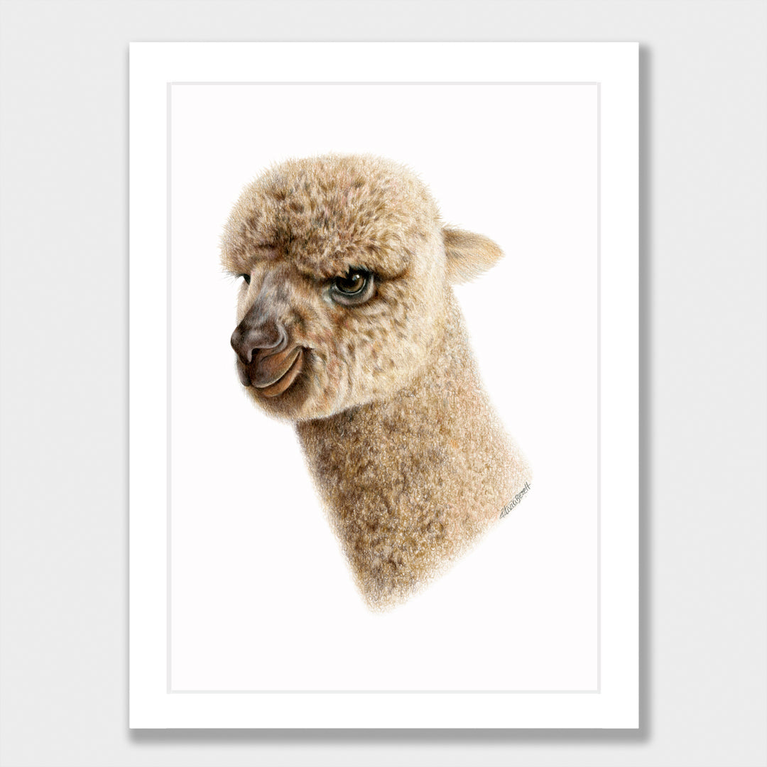 Baby Alpaca Print