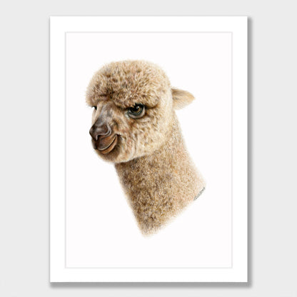 Baby Alpaca Print
