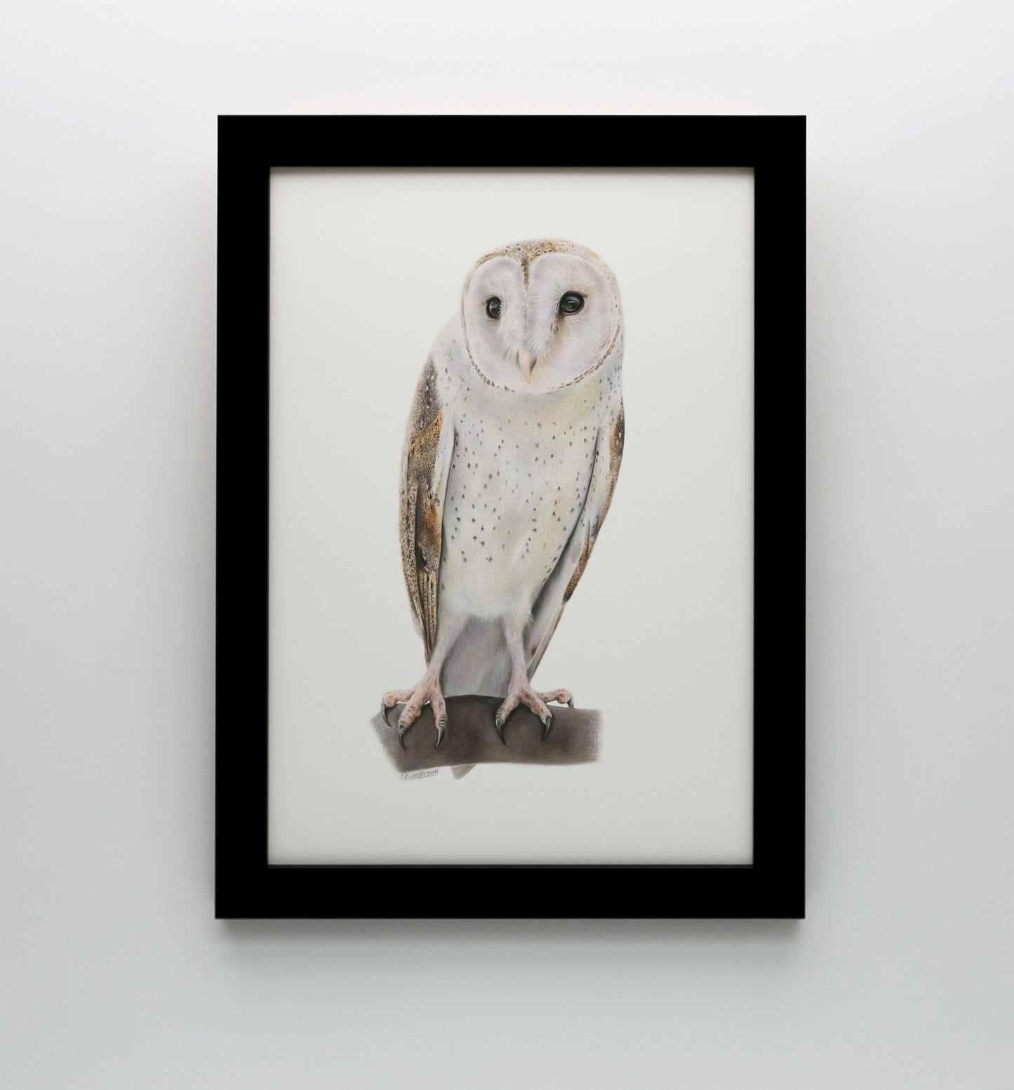 Barn Owl Print