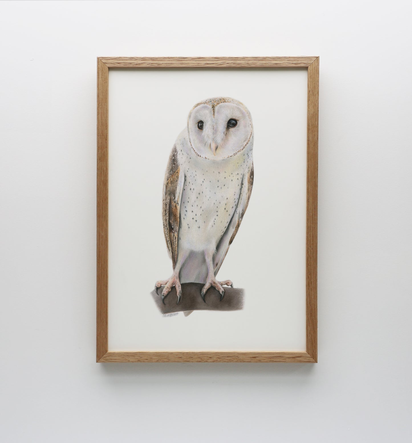 Barn Owl Print