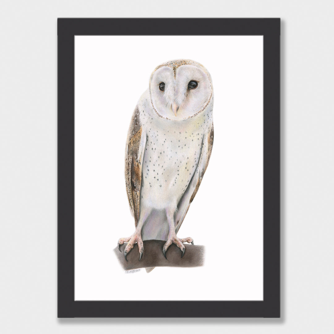 Barn Owl Print