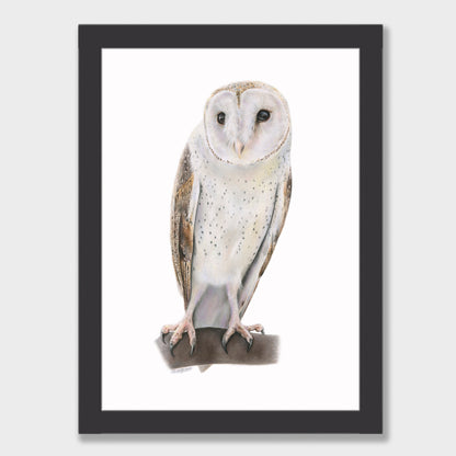 Barn Owl Print