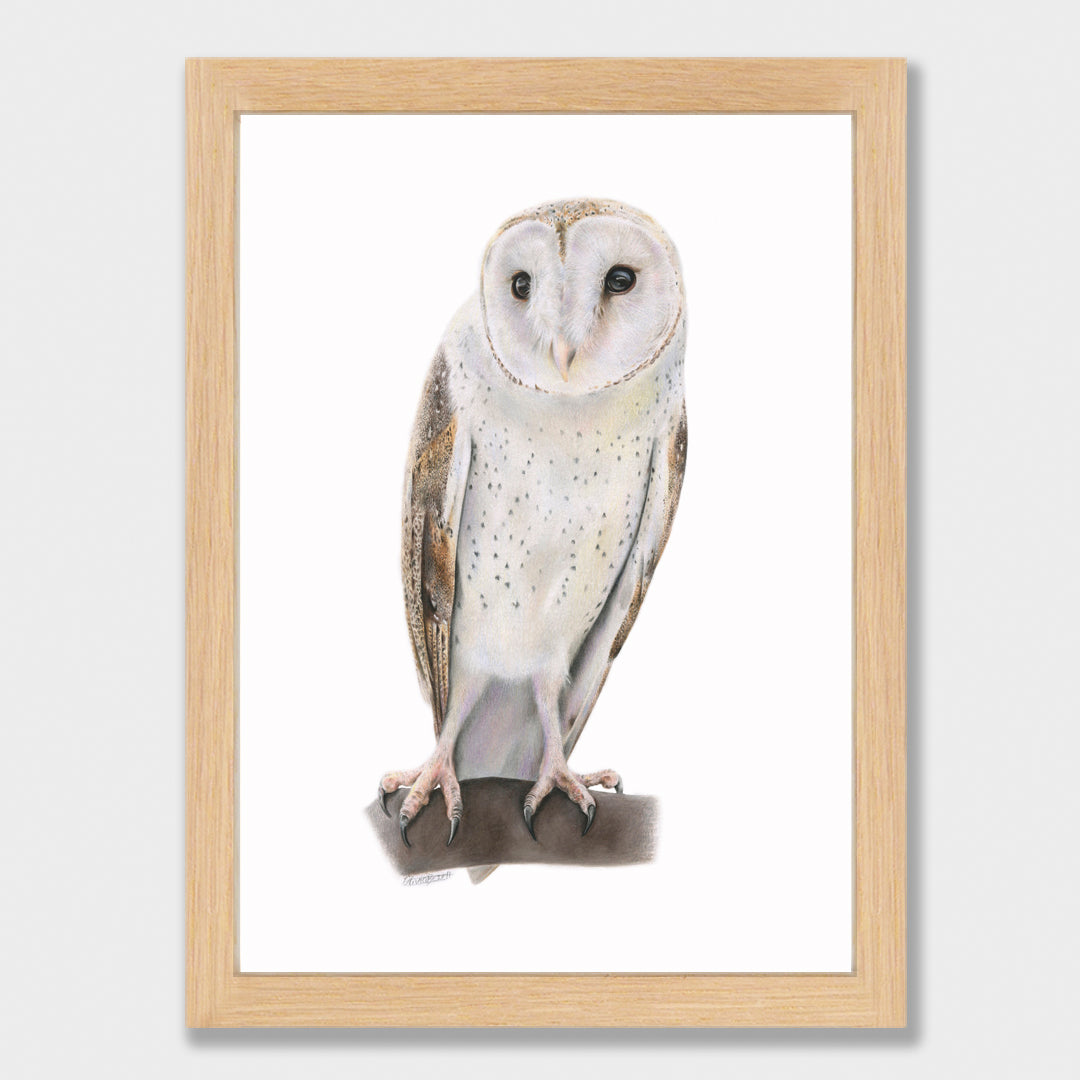 Barn Owl Print