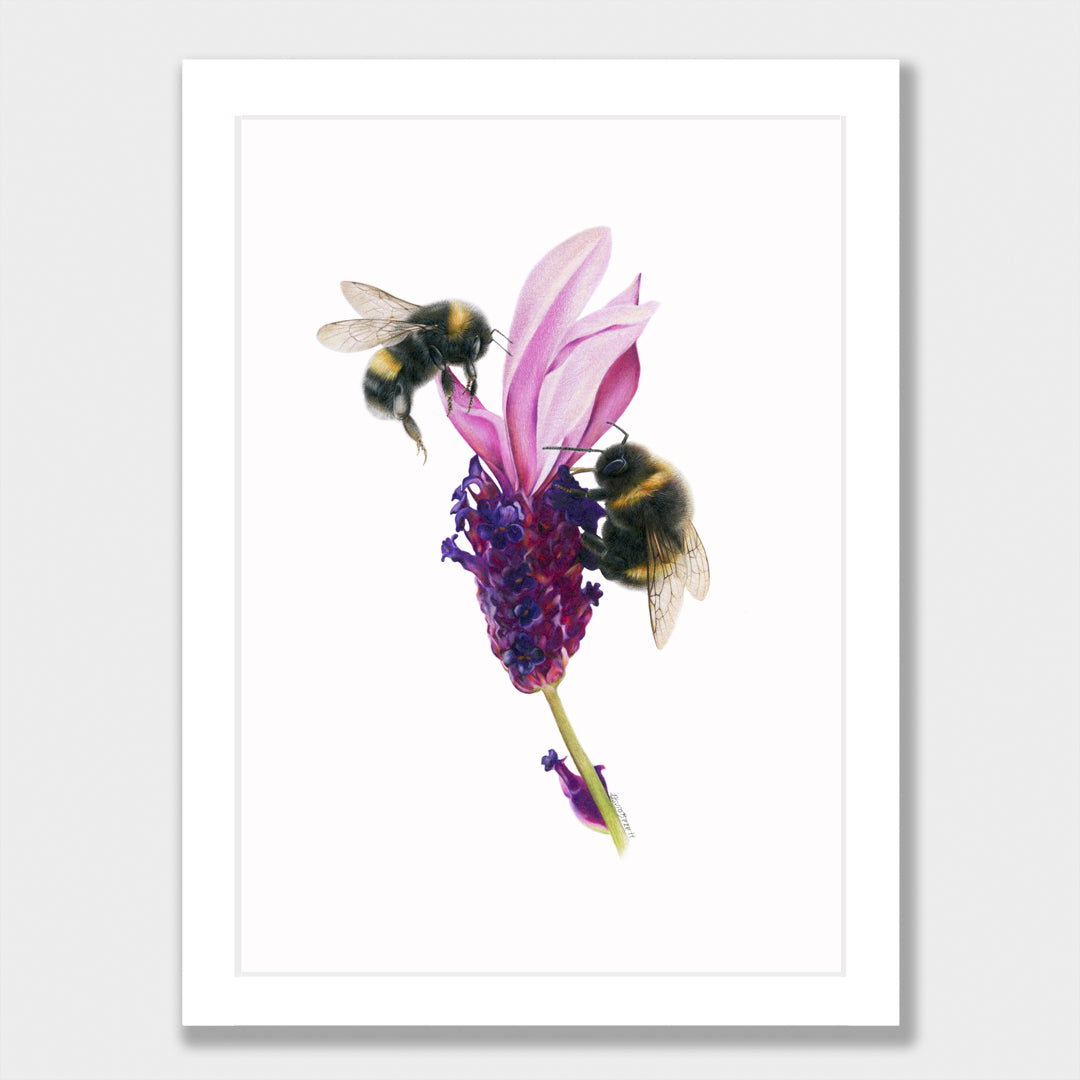 Bees on Lavender Print