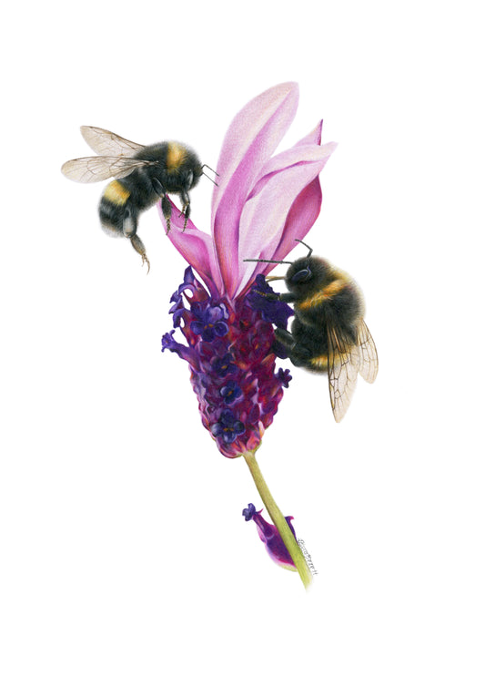 PREORDER - Lavender and Bees Greeting Card