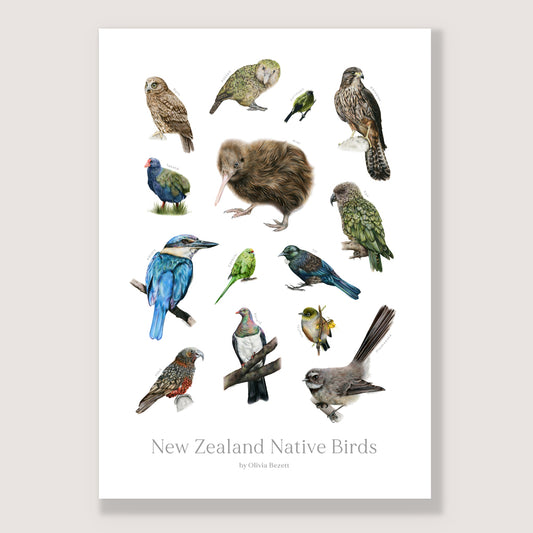 New Zealand Native Birds Print